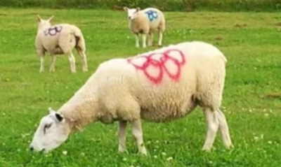 Hiểu tác động của sơn phun đánh dấu động vật đối với quản lý chăn nuôi